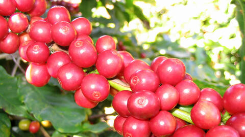 Giá cà phê Arabica tăng hơn 4%, vượt mốc 8.900 USD/tấn