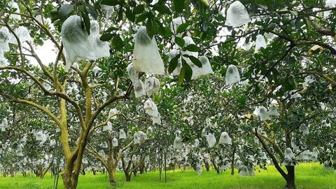 Khi nông sản trở thành cầu nối gắn kết gia đình