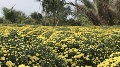 TikTok Shop hỗ trợ nhà vườn tiêu thụ hơn 2.500 chậu cúc mâm xôi nở sớm