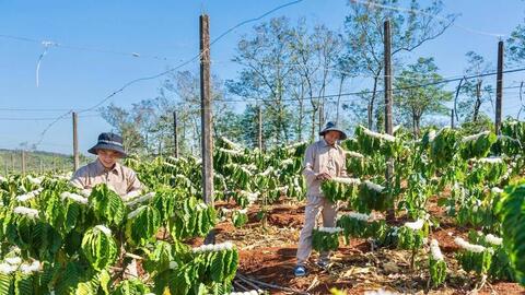 Gia Lai phát triển vùng nguyên liệu tỷ đô cho nông sản chủ lực
