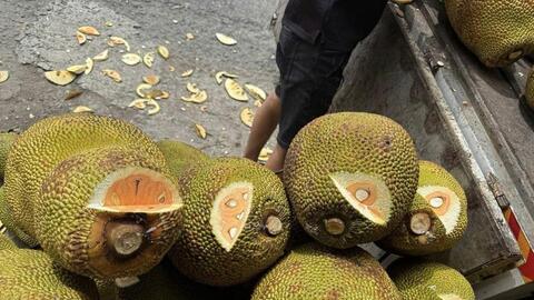 Giải pháp đồng bộ giúp mít Thái miền Tây ổn định giá và chất lượng