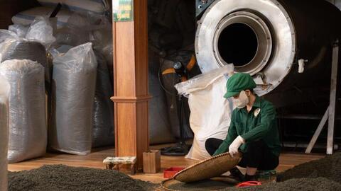 Bảo tồn và nâng tầm giá trị thương hiệu chè Tân Cương