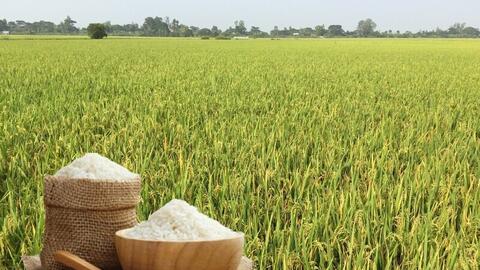 Giá lúa gạo hôm nay ngày 13/4: Gạo nguyên liệu xuất khẩu giảm