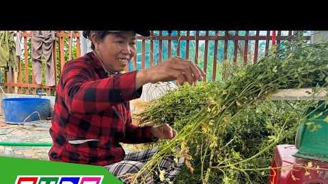 Kiếm bộn tiền từ "lá Mùng 5" | THDT