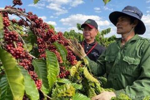 Giá cà phê hôm nay 16/12/2025: Cà phê nội địa 'lao dốc'