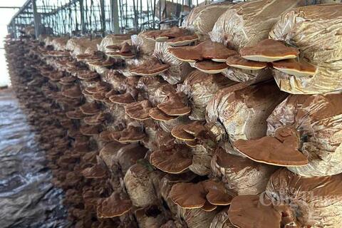 Đắk Lắk: Hỗ trợ 2 tỷ đồng hỗ trợ doanh nghiệp nhỏ và vừa phát triển