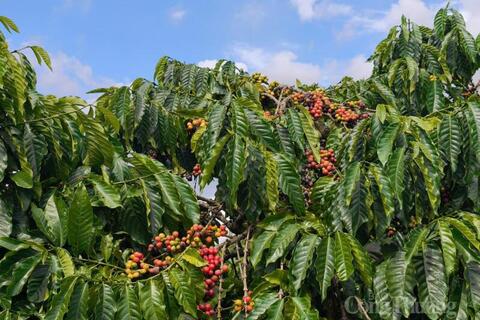 Giá cà phê hôm nay 19/6/2026: Tăng nhẹ, tiến sát mốc 90.000 đồng/kg