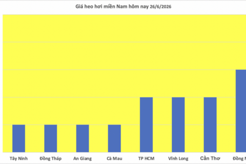 Giá heo hơi hôm nay 26/6/2026: Giảm nhẹ tại miền Bắc