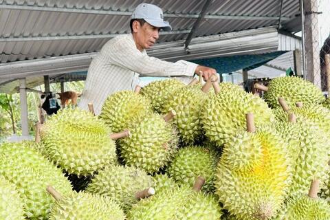 Gỡ nút thắt mã số vùng trồng, mở rộng thị trường xuất khẩu sầu riêng