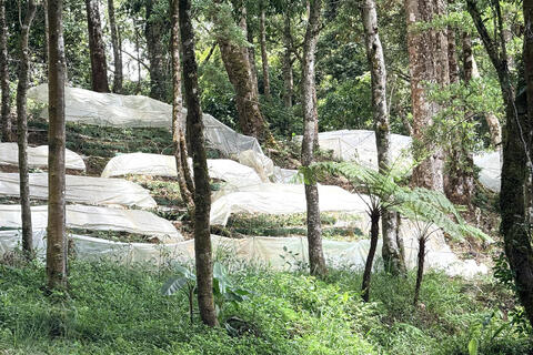 Quảng Ngãi lấy khoa học công nghệ và chuyển đổi số để nâng cao chất lượng, giá trị của sản phẩm dược liệu