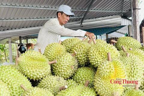 Sầu riêng bước vào cuộc đua về chất lượng