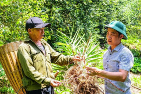 Cây táo mèo, sa nhân mở hướng thoát nghèo cho người Mông ở Pù Nhi