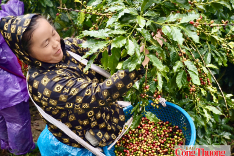 Mường Ảng: Nâng cao giá trị cà phê, tạo sinh kế bền vững cho người dân