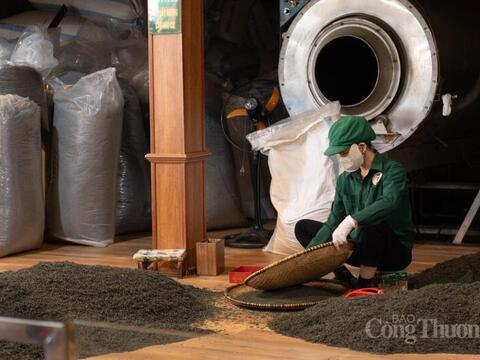 Bảo tồn và nâng tầm giá trị thương hiệu chè Tân Cương