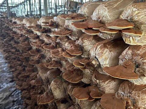 Đắk Lắk: Hỗ trợ 2 tỷ đồng hỗ trợ doanh nghiệp nhỏ và vừa phát triển