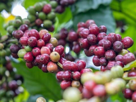 Giá cà phê thế giới nối đà tăng mạnh