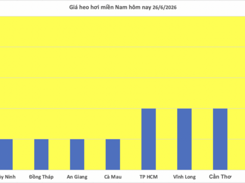 Giá heo hơi hôm nay 26/6/2026: Giảm nhẹ tại miền Bắc