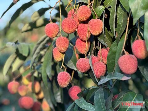 Bắc Ninh: Vải thiều lập kỷ lục doanh thu, đạt hơn 7.200 tỷ đồng