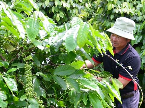 Bản tin nông sản hôm nay (21-7): Giá cà phê tăng, hồ tiêu neo ở mức cao