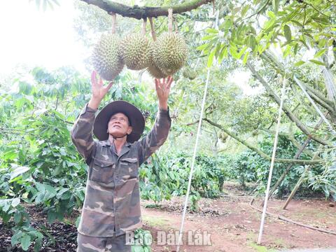 Đắk Lắk triển khai chiến dịch cao điểm "30 ngày đêm" số hóa dữ liệu vùng trồng sầu riêng