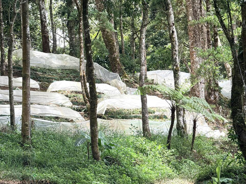 Quảng Ngãi lấy khoa học công nghệ và chuyển đổi số để nâng cao chất lượng, giá trị của sản phẩm dược liệu