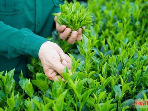 Chủ động đáp ứng chuẩn EU, mở rộng dư địa xuất khẩu nông sản nhờ EVFTA