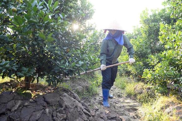 Thanh Hóa: Nông dân trồng quất Tết tất bật, quả chưa chín đã kín đơn