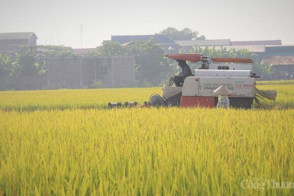 Xuất khẩu gạo 2026: Giữ nhịp ổn định?