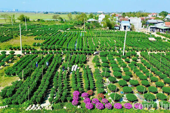 Thành phố Huế: Làng hoa, làng nghề truyền thống tất bật vào vụ Tết