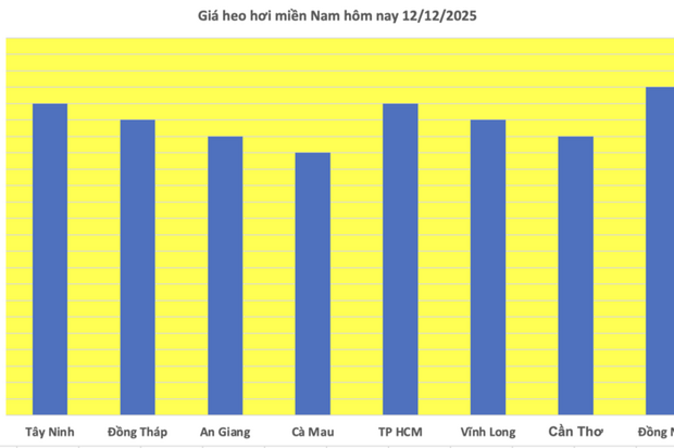 Giá heo hơi hôm nay 12/12/2025: Tăng đồng loạt, lập đỉnh mới