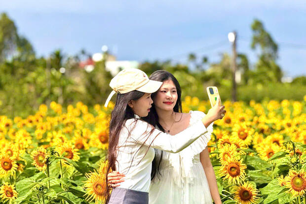 Quảng Ngãi: Cánh đồng hoa hướng dương rực rỡ những ngày cuối năm