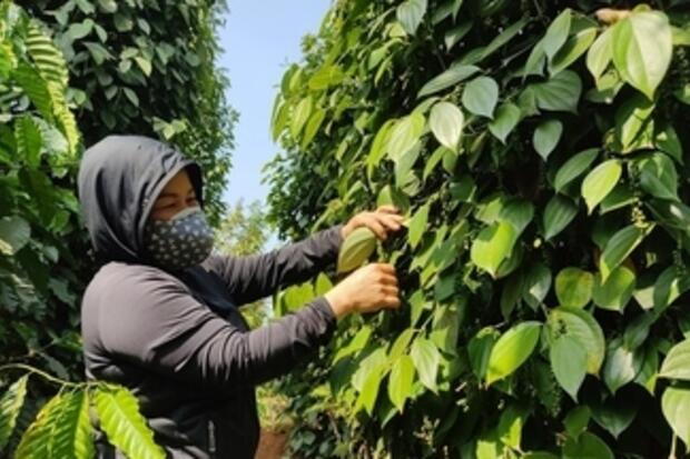 Giá tiêu hôm nay 14/1/2026: Cắt chuỗi neo cao, quay đầu giảm