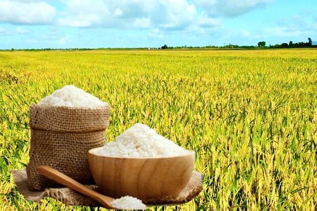 Giá lúa gạo hôm nay ngày 26/1/2026: Gạo xuất khẩu đảo chiều giảm nhẹ