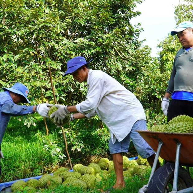 Giá đầu vụ xuống thấp, nông dân trồng sầu riêng thấp thỏm