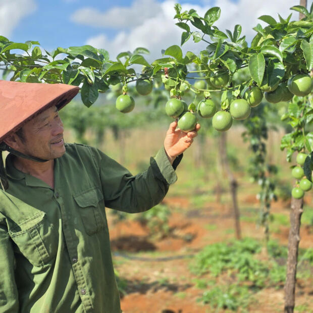 Chanh leo tăng trưởng thần tốc, lập kỷ lục xuất khẩu