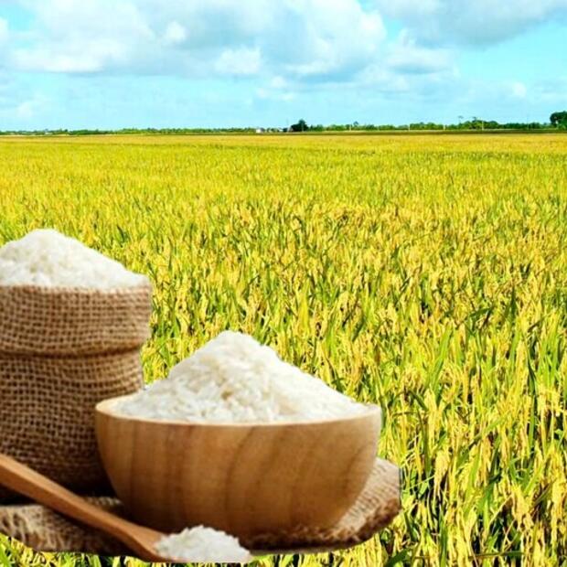 Giá lúa gạo hôm nay ngày 18/12: Gạo đi ngang, lúa chững giá