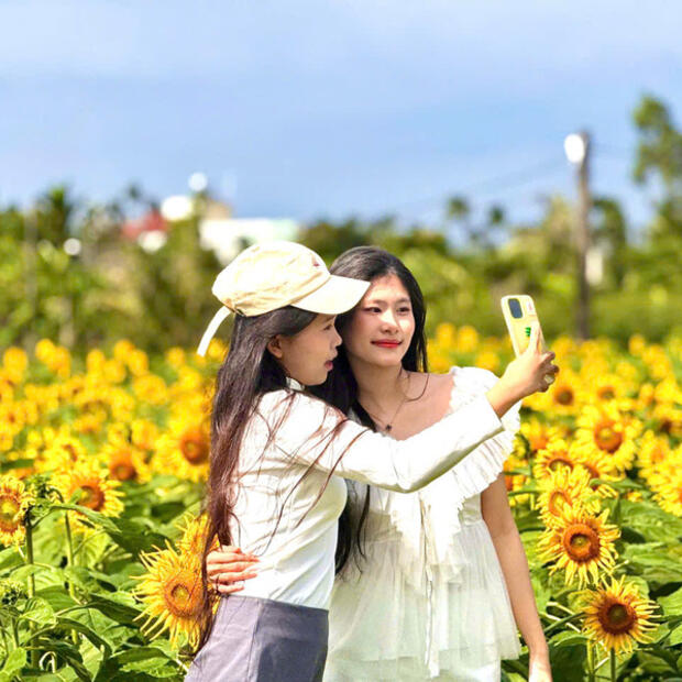 Quảng Ngãi: Cánh đồng hoa hướng dương rực rỡ những ngày cuối năm