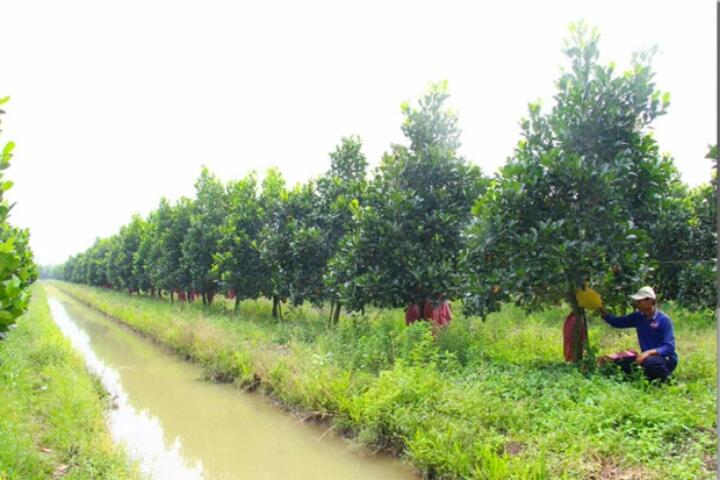 Xã Song Phú: Cơ cấu lại ngành nông nghiệp theo hướng hiệu quả, bền vững