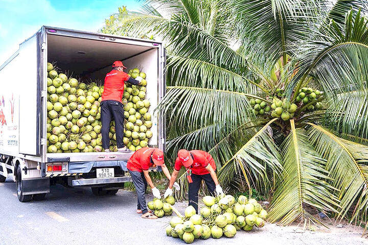 Liên kết để phát triển ngành dừa bền vững