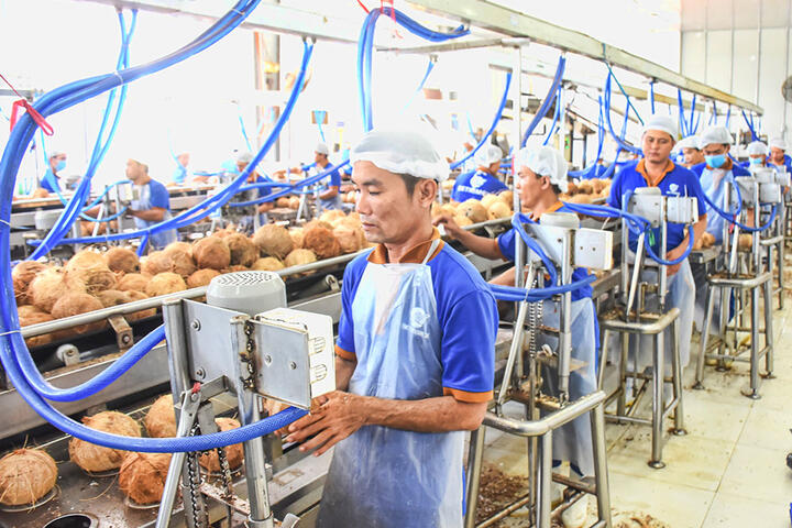 Tập trung phát triển ngành dừa