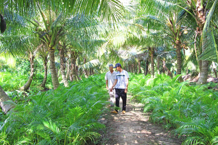 Nỗ lực bảo vệ cây ăn trái trước hạn, mặn