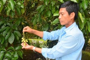 "Thời tiết kỳ quá, cây không đậu được quả!"