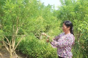 Đông Hưng: Để các trang trại phát triển bền vững