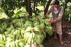 Vựa chuối Lào Cai chín vàng khắp nơi, dân chán nản không buồn thu hoạch!