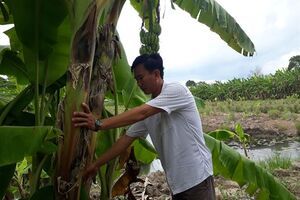 Trồng chuối cùng rau màu, kết hợp nuôi cá thu hàng trăm triệu đồng