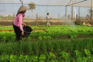 Sản xuất nông nghiệp an toàn - Vẫn khó nhân rộng