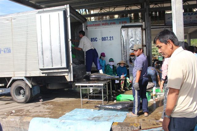 Hoạt động mua bán cá ngừ đại dương ở cảng Hòn Rớ hiện nay vô cùng ảm đạm vì sản lượng đánh bắt thấp