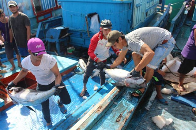 Thời gian gần đây, các tàu khai thác cá ngừ đại dương ở Khánh Hòa đều lâm vào cảnh thua lỗ
