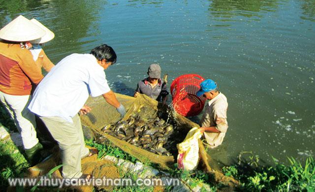 Thu hoạch cá rô đầu vuông kết hợp cá trê vàng   Ảnh: N.T