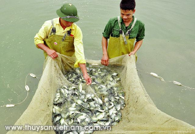 Nuôi thủy sản là thế mạnh của Quảng Ninh   Ảnh: Q.M